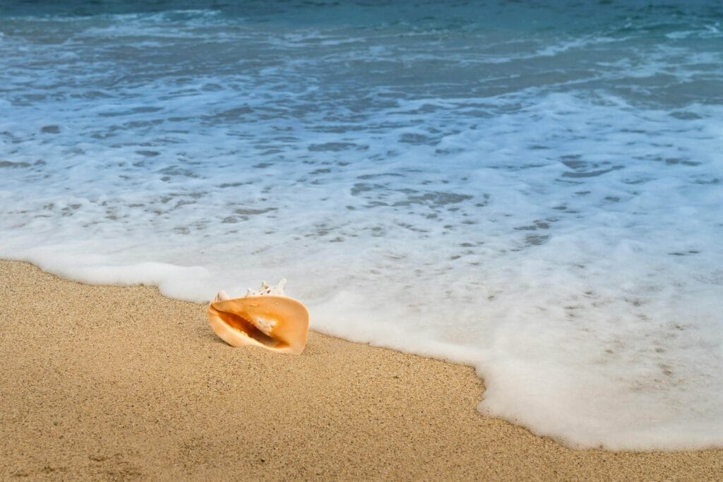 coquillage porte-bonheur